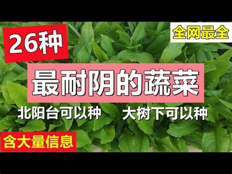 陽台種菜半日照|半日照菜園維護法